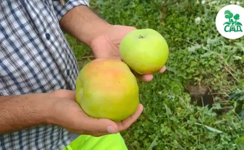 Превью видео