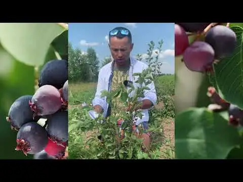 Превью видео