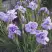 Ирис ИМПЕРИАЛ ОПАЛ сибирский в Пинске