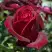 Роза ПАПА МЕЙЯН чайно-гибридная в Пинске