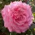 Роза ЭШЛИ чайно-гибридная в Пинске