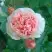 Роза ФИЛИНГ чайно-гибридная в Пинске