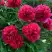 Пион БЕЛГРАВИЯ травянистый в Пинске