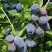 Жимолость съедобная БЛУ ТРЕЖЭ (ГОЛУБОЕ СОКРОВИЩЕ) в Пинске