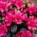 Азалия КАНЗОНЕТТА японская в Пинске