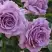 Роза ЛАВ СОНГ флорибунда в Пинске