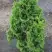 Туя ЗМАТЛИК западная в Пинске