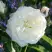 Роза АЛАБАСТЕР флорибунда в Пинске