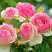Роза ПЬЕР ДЕ РОНСАР плетистая в Пинске