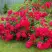 Роза РАДОСТЬ САДОВНИКА (ГАРТЕН ФРОЙДЕ) почвопокровная в Пинске