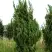 Можжевельник КАЙЗУКА китайский в Пинске
