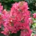 Гортензия МЕГА МИНДИ метельчатая в Пинске