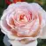 Роза АНДРЕ ЛЕ НОТР чайно-гибридная в Пинске
