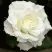 Роза МОНДИАЛЬ чайно-гибридная в Пинске