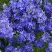Вероника РОЯЛ БЛЮ большая в Пинске