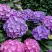 Гортензия ГАМБУРГ крупнолистная в Пинске