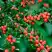Кизильник горизонтальный в Пинске