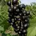 Смородина чёрная ВИНОГРАДНАЯ в Пинске