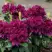 Рододендрон КАЛИ в Пинске