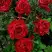 Роза РЕД ИНТУИШН чайно-гибридная в Пинске