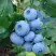 Голубика ТОРО в Пинске