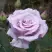 Роза СИЛЬВЕР СТАР чайно-гибридная в Пинске