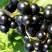 Смородина чёрная ДЕЛИКАТЕСНАЯ в Пинске