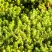 Очиток (седум) ЙЕЛЛОУ КВИН едкий в Пинске