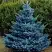 Ель МАДЖЕСТИК БЛЮ колючая в Пинске