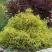 Кипарисовик ГОЛДЕН МОП горохоплодный в Пинске