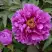 Пион ЛИЛОВАЯ ФАНТАЗИЯ древовидный в Пинске