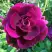 Роза БУРГУНДИ АЙС флорибунда в Пинске