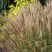 Мискантус КЛЯЙН СИЛЬБЕРСПАЙН китайский  в Пинске
