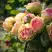 Роза ПИТАХАЙЯ чайно-гибридная в Пинске