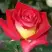 Роза ФРЕНДШИП чайно-гибридная в Пинске