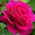 Роза МАЛИНОВЫЙ ЗВОН чайно-гибридная в Пинске