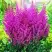 Астильба ПЕПЛ РЕЙН гибридная в Пинске