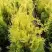Туя ГОЛДЕН БРАБАНТ западная в Пинске