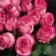 Роза КАРУСЕЛЬ чайно-гибридная в Пинске