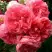Роза РОЗАРИУМ ЮТЕРСОН плетистая в Пинске