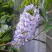 Глициния макростахия БЛЮ МУН в Пинске