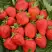 Клубника САН АНДРЕАС ремонтантная в Пинске