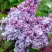 Сирень КАТЕРИНА ХАВЕМЕЙЕР в Пинске