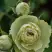 Роза ГРИН ДАЙМОНД миниатюрная в Пинске