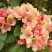 Рододендрон ФЛАУТАНДО в Пинске