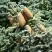 Пихта благородная в Пинске