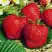 Клубника ВИМА ЗАНТА в Пинске