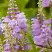 Физостегия РОЗЕЯ виргинская в Пинске