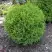 Туя ХОЗЕРИ западная в Пинске