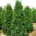 Туя ПИРАМИДАЛИС КОМПАКТА западная в Пинске